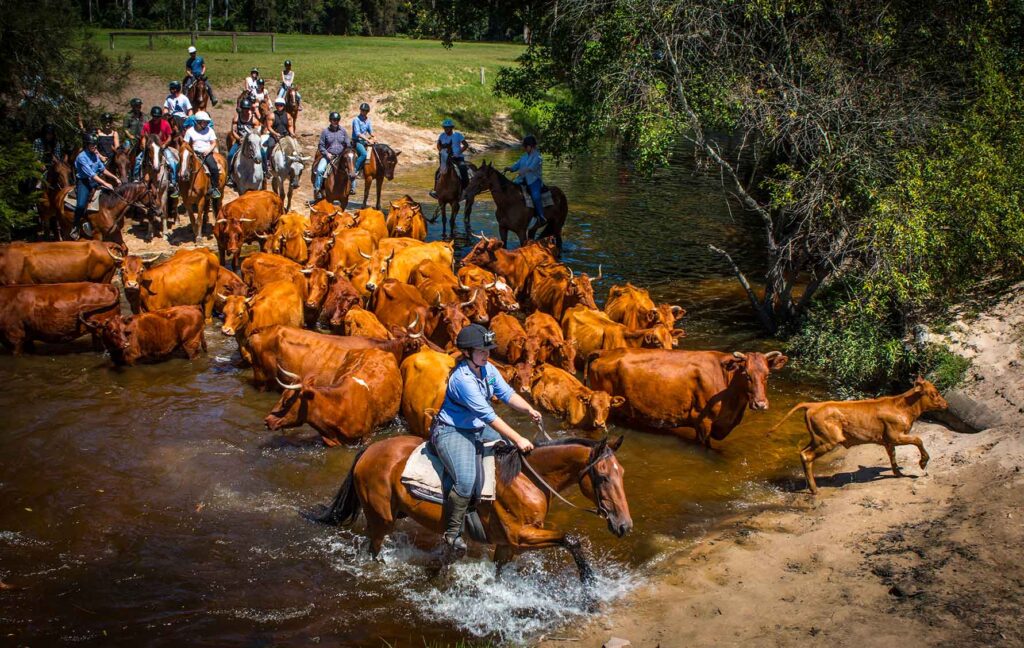 Glenworth Valley's Cattle Drive Ride