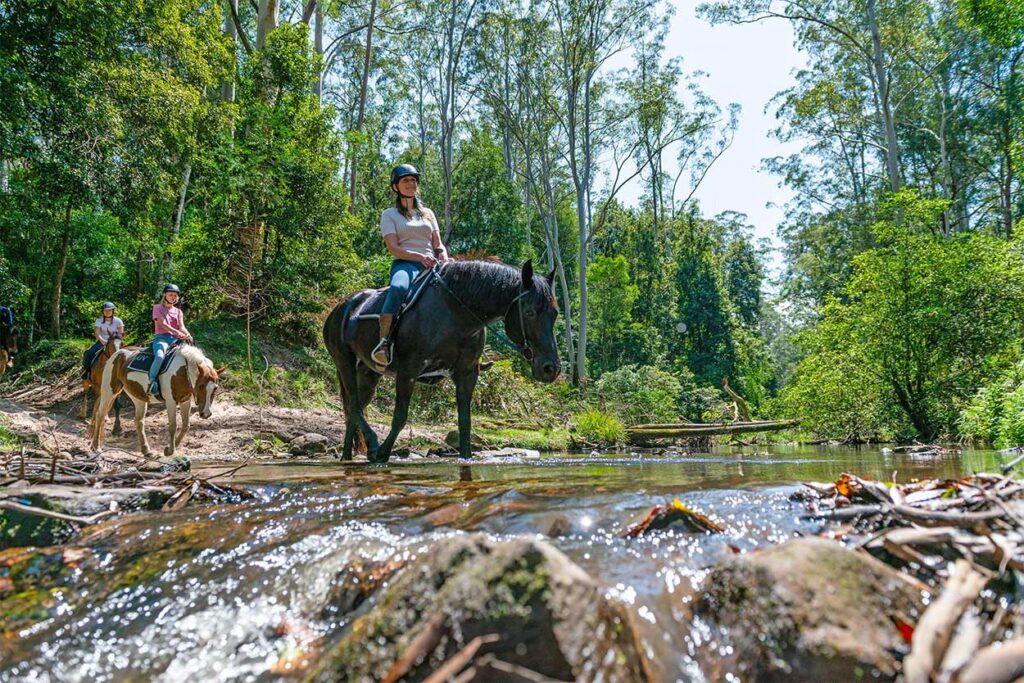 horse riding lessons glenworth valley