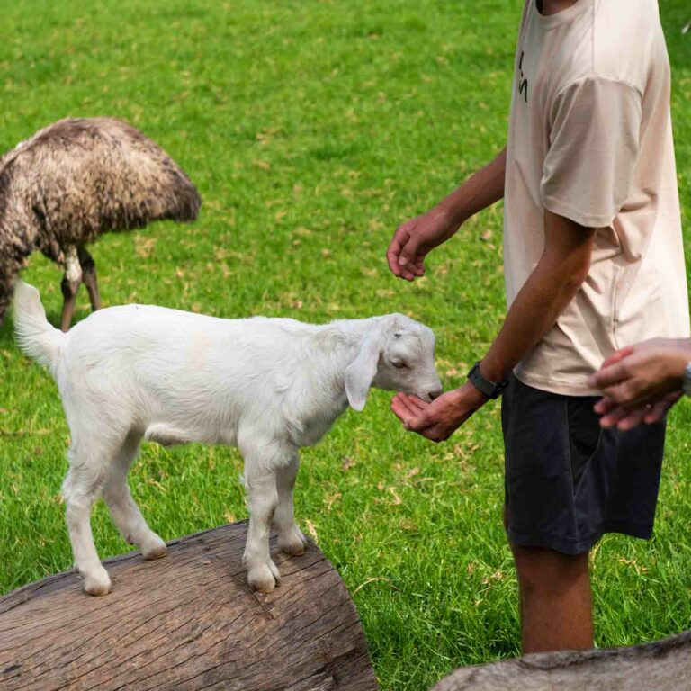 glenworth-valley-petting-farm-2
