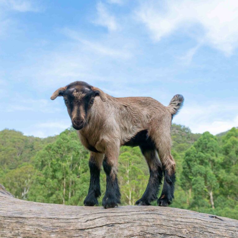 glenworth-valley-petting-farm-3
