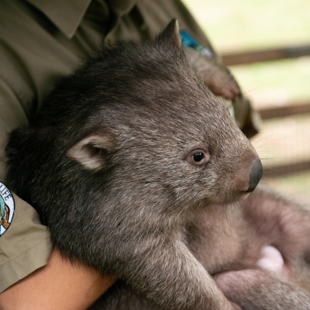 Conferences and events at Glenworth Valley wilderness adventures animal encounters