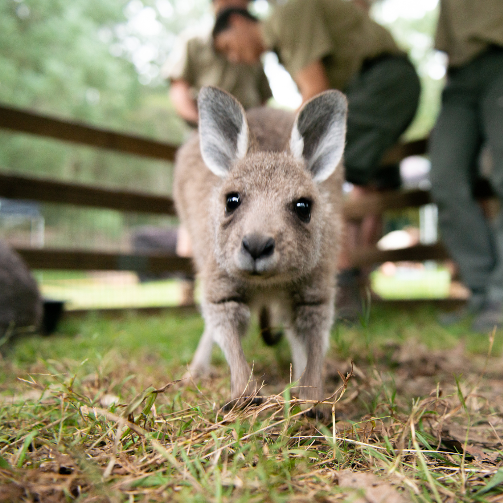 Conferences and events at Glenworth Valley wilderness adventures animal encounters