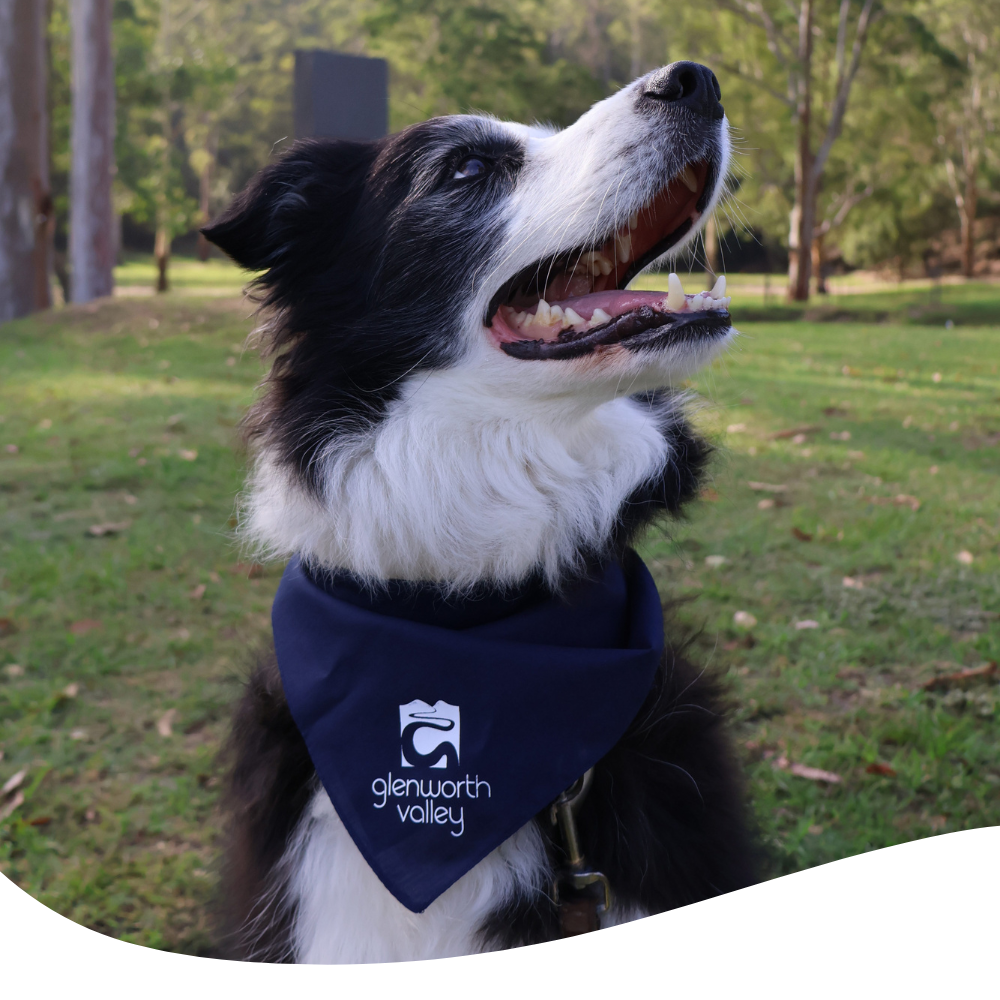 Dog-friendly camping trial