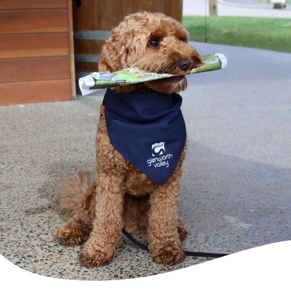 What's On glenworth valley dog friendly camping