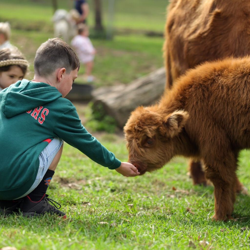 Glenworth Valley petting farm. Glenworth Valley Wilderness Adventures animal farm experience. Highland cow Glenworth Valley