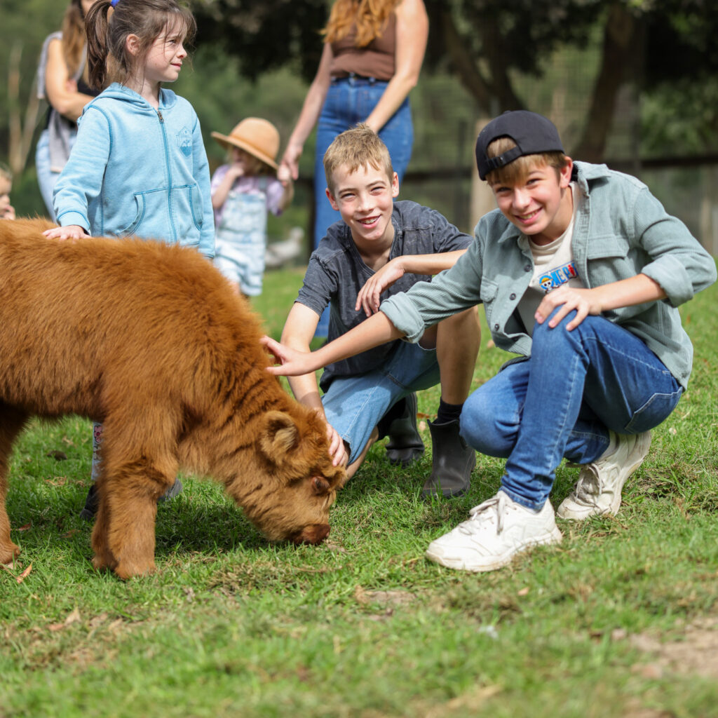 Glenworth Valley petting farm. Glenworth Valley Wilderness Adventures animal farm experience. Highland cow Glenworth Valley