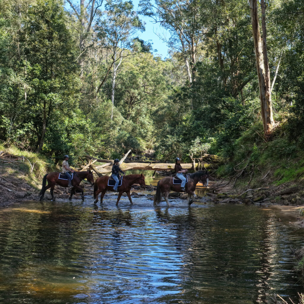 Glenworth Valley Horse Riding. Horse riding near sydney & central coast. Glenworth Valley Wilderness Adventures